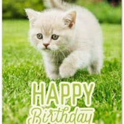Tiernas y divertidas imagenes de cumpleaños con gatos