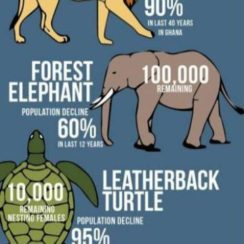 4 ejemplos de una infografia de animales para niños