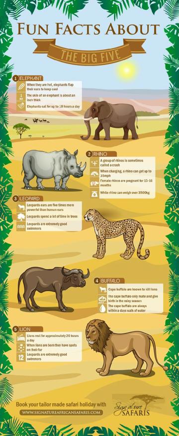 infografia de animales para niños de mamiferos