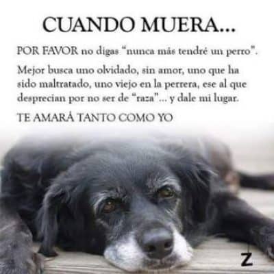 4 frases para perritos muertos para superar la perdida