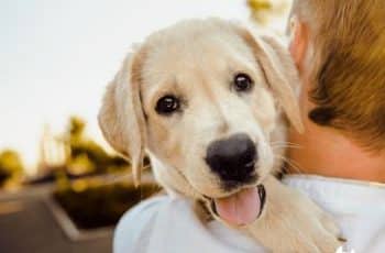 3 usos de imagenes de perros con frases bonitas y amososas