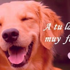 Fotos de perritos con frases de amor para valentin 2021